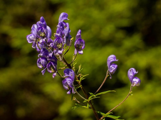 Blauer Eisenhut (Aconitum napellus)