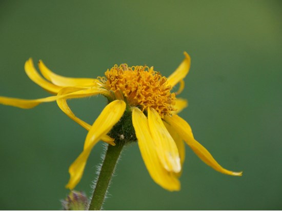 Arnika (Arnica montana)