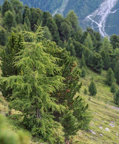 ortler-hoehenweg-idm-suedtirol-helmuth-rier-erleben