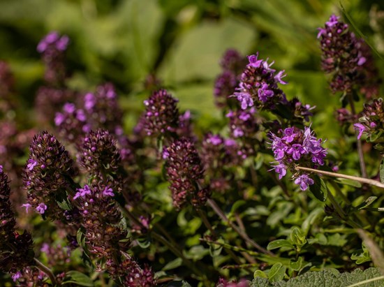 Quendel (Thymus pulegioides)