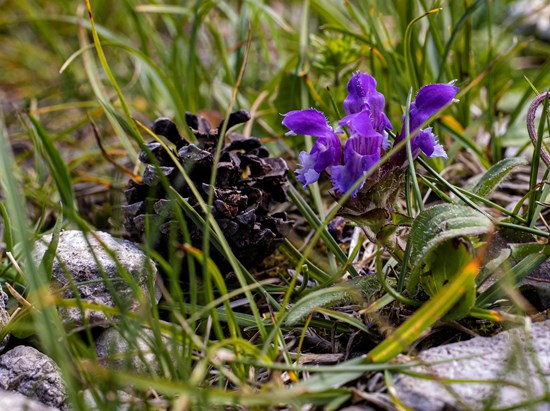 Braunelle (Prunella vulgaris)