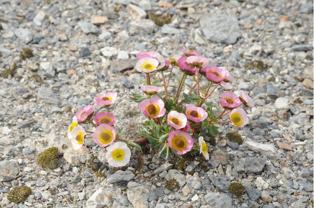 dsc-4323-ranunculus-glacialis-gletscher-hahnenfuss-stilfserjoch-platter