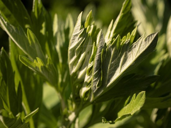 Beifuß (Artemisia vulgaris)