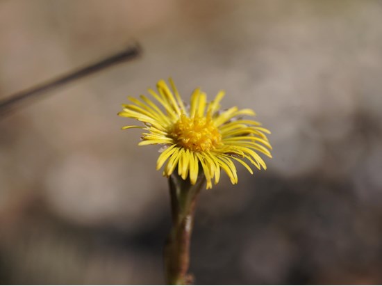 Coltsfoot (Tussilago farfara)