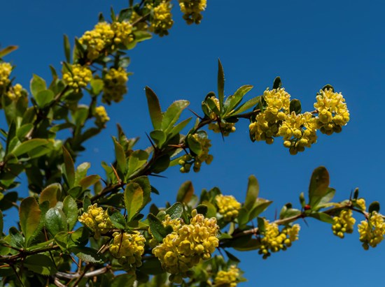 Barberry (Berberis vulgaris)