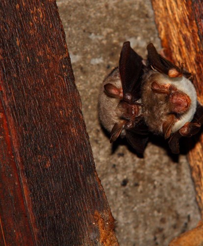 grandi-myotis-vezzano-adultoej-web