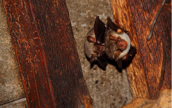 Citizen science - Forschung zum Mitmachen