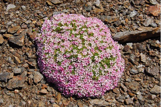 androsace-alpina-alpen-mannsschild-koenigsjoch-sulden-platter