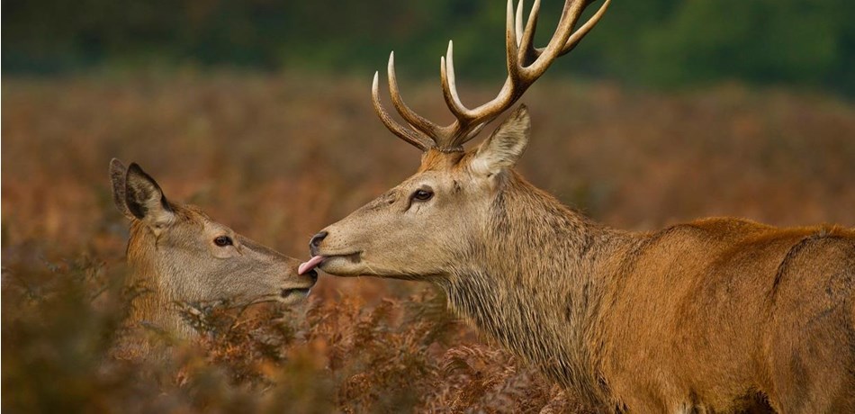 Animal watching: Mating calls of the red deer