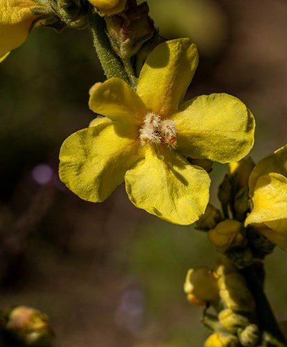 verbascum3-georg-gapp