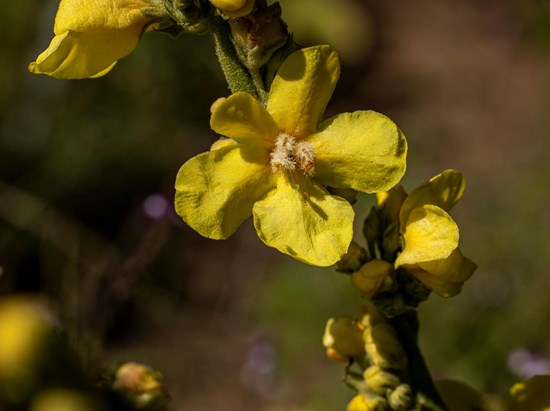 Großblütige Königskerze (Verbascum densiflorum)