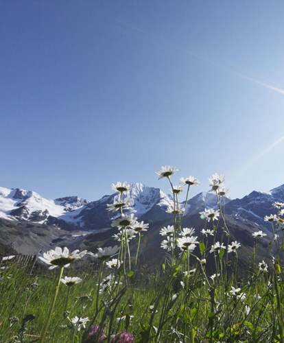 o-sulden-mg-Berge-Wiese-sonne