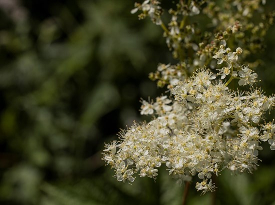 Echtes Mädesüß (Filipendula ulmaria)