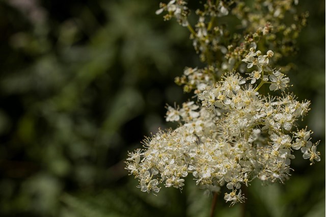 filipendula3-georg-gapp