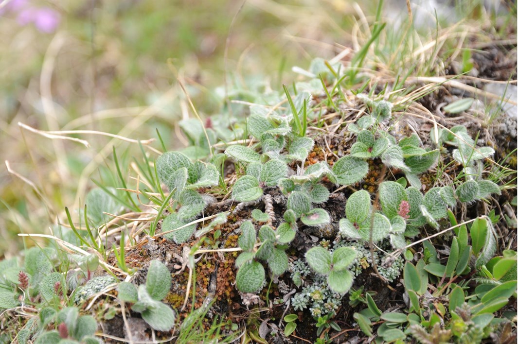 dsc-5356-salix-reticulata-netzadrige-weide-martell-schluchtenweg-30-6-2015-platter