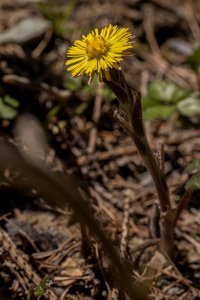 tussilago2-georg-gapp