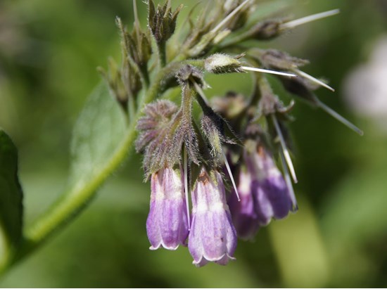 Comfrey (Symphytum officinale)