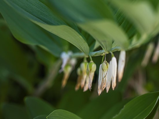 Sigillo di Salomone (Polygonatum multiflorum)