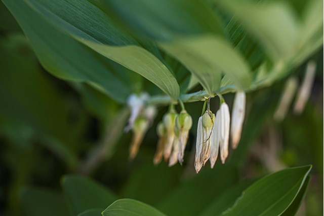 polygonatum3-georg-gapp