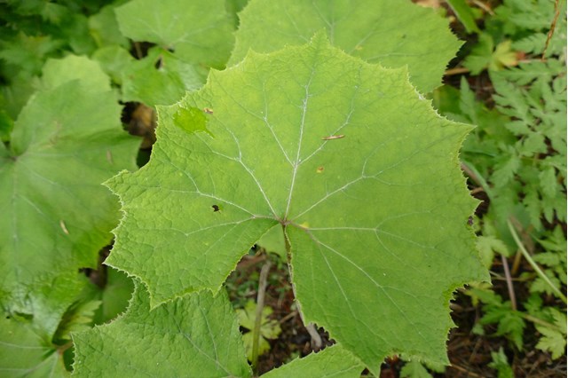 petasites-alba-weise-pestwurz-2