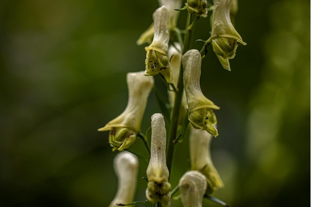 aconitum2lycoctonum-georg-gapp