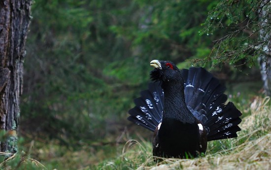 Projekt Auerhuhn - CEDROGEN