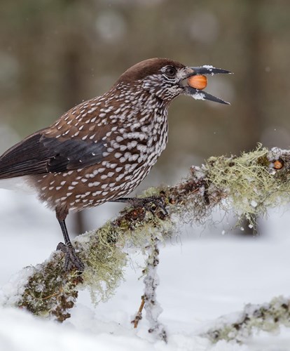 563b3-tiziano-salomone