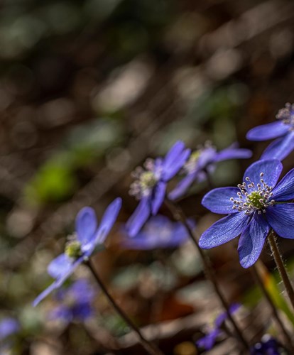 hepatica1-georg-gapp