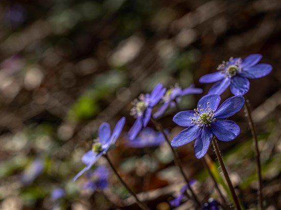 Liverwort (Hepatica nobilis)