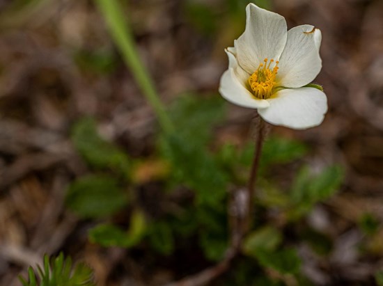 Mountain Avens (Dryas octopetala)