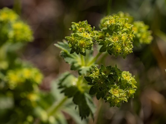 Alchemilla (Alchemilla xantochlora)