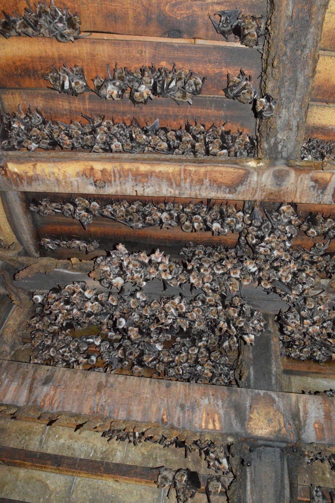 grandi-myotis-vezzano-web