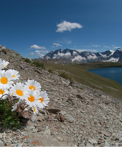009a4-leucanthemopsis-alpina-claudio-pia-fiori