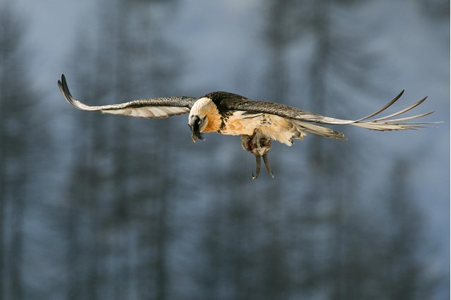 416b1-il-fruttuoso-volo-del-gipeto-alberto-bontacchio-1-fauna