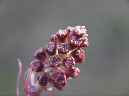 Rote Pestwurz (Petasites hybridus)