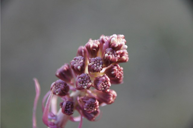 rote-pestwurz-tamara-seyr