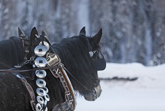 Horse-Drawn Sleigh Rides