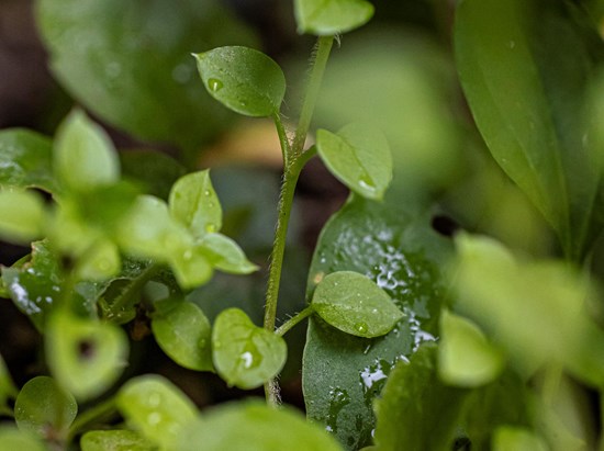 Vogelmiere (Stellaria media)