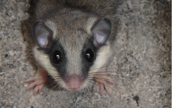 The forest dormouse in the Terra Raetica region