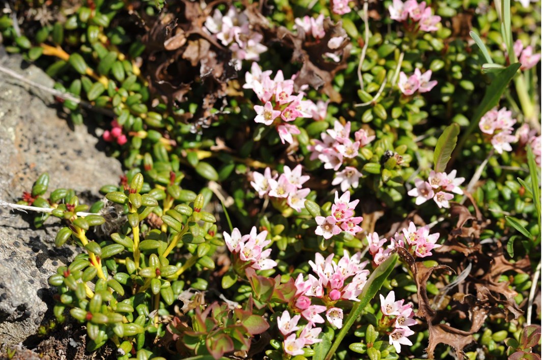 dsc-0316-gaemsheide-loiseleuria-procumbens-sulden-juni-2012-platter