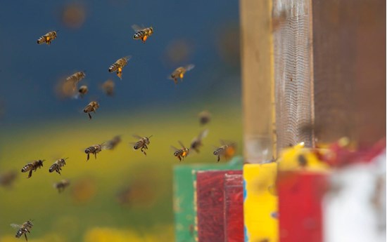 Die Welt der Bienen