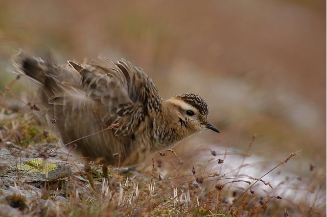 190d3-toilette-di-tortolino-andrea-roverselli-1-digiscoping