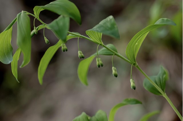 polygonatum1-georg-gapp