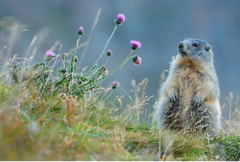 Wissenschaft und Forschung im Nationalpark Stilfserjoch