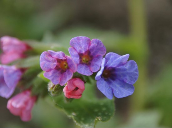 Polmonaria (Pulmonaria officinalis)